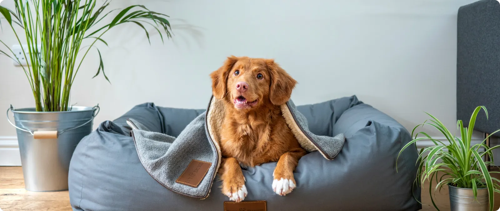 Dog relaxing at home while its owner stays connected to Hill Country K9 training support