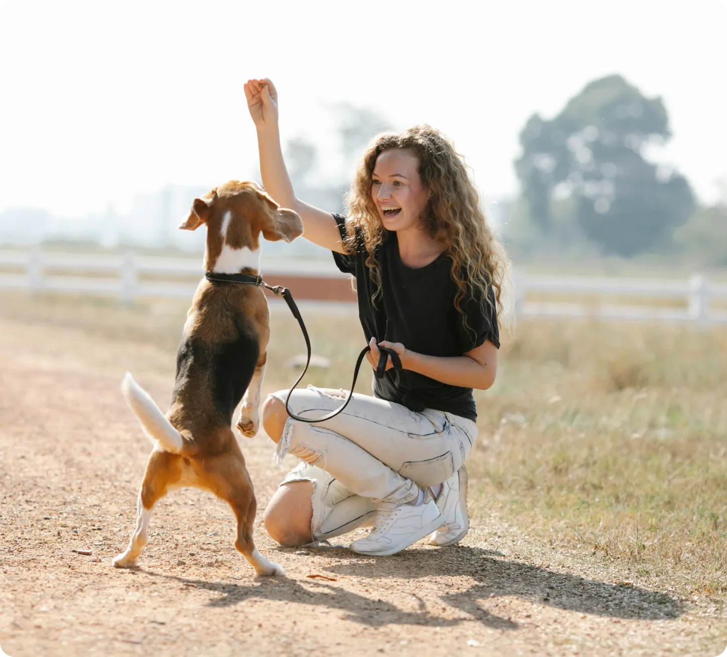 Dog participating in a structured training and behavior assessment