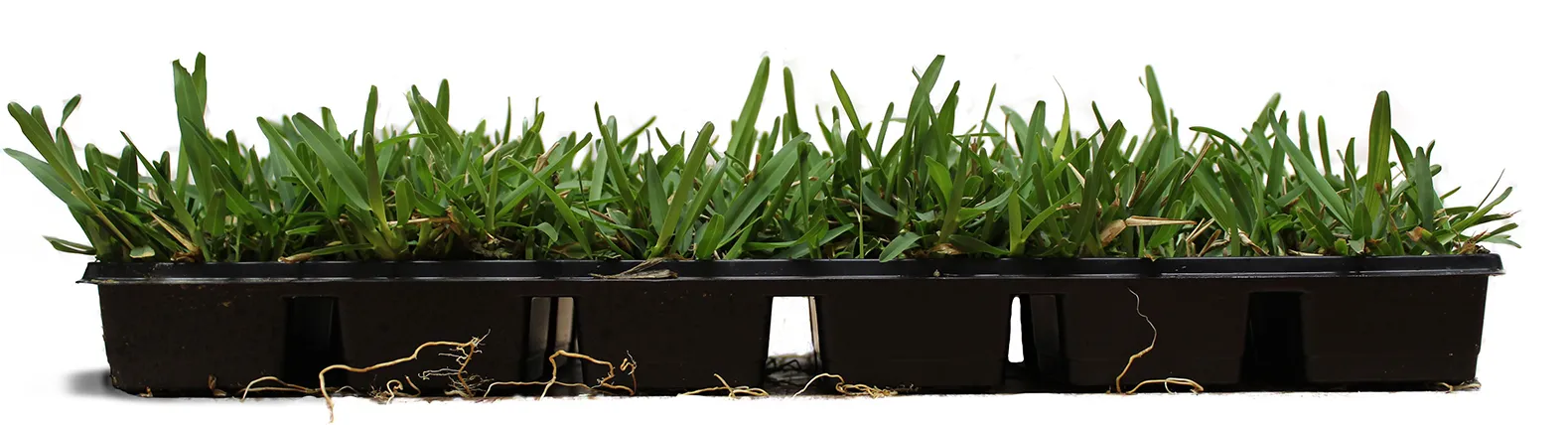 Trays of grass sod plugs
