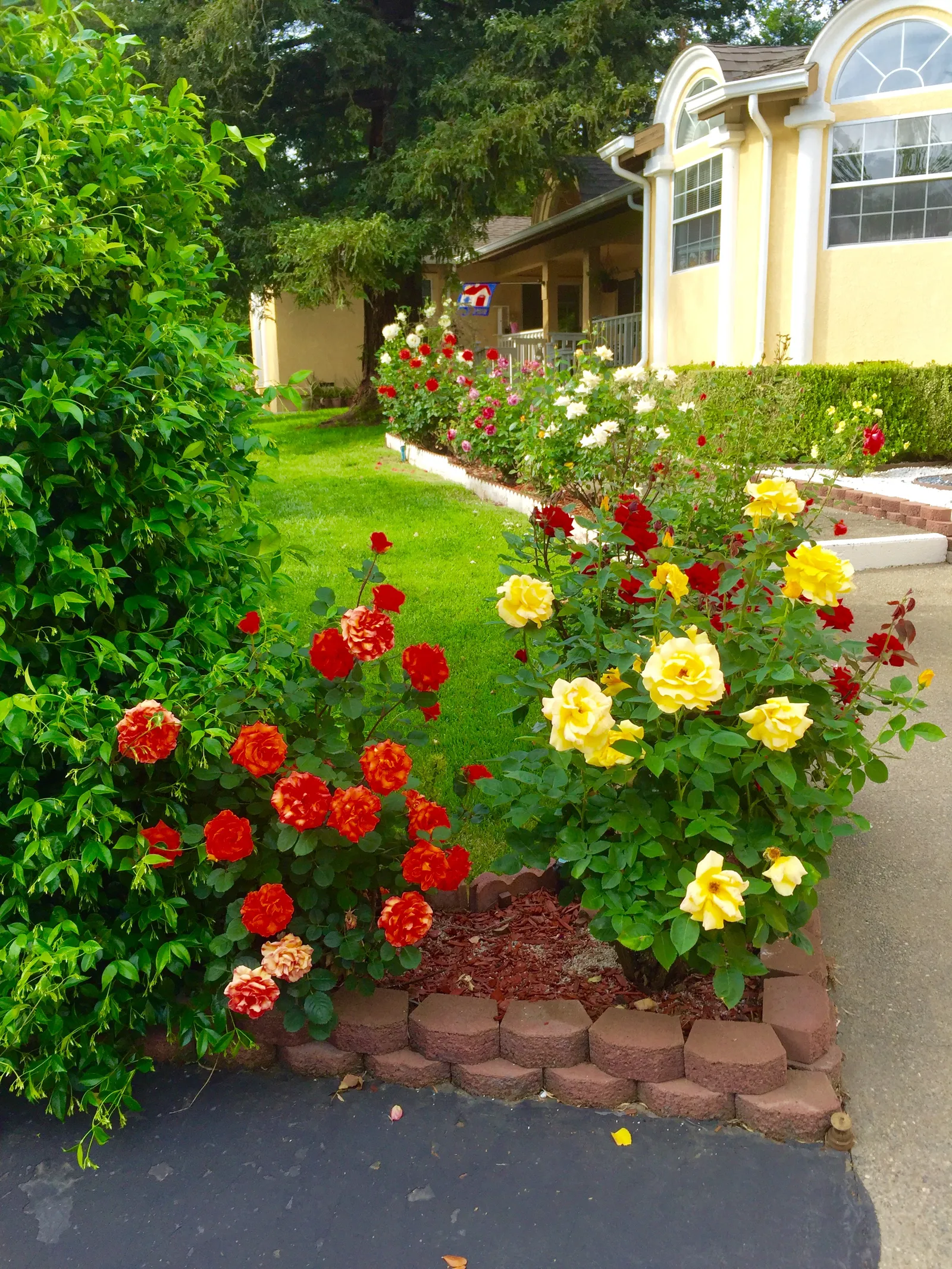 The front garden of Villa Linda Senior Care in full bloom