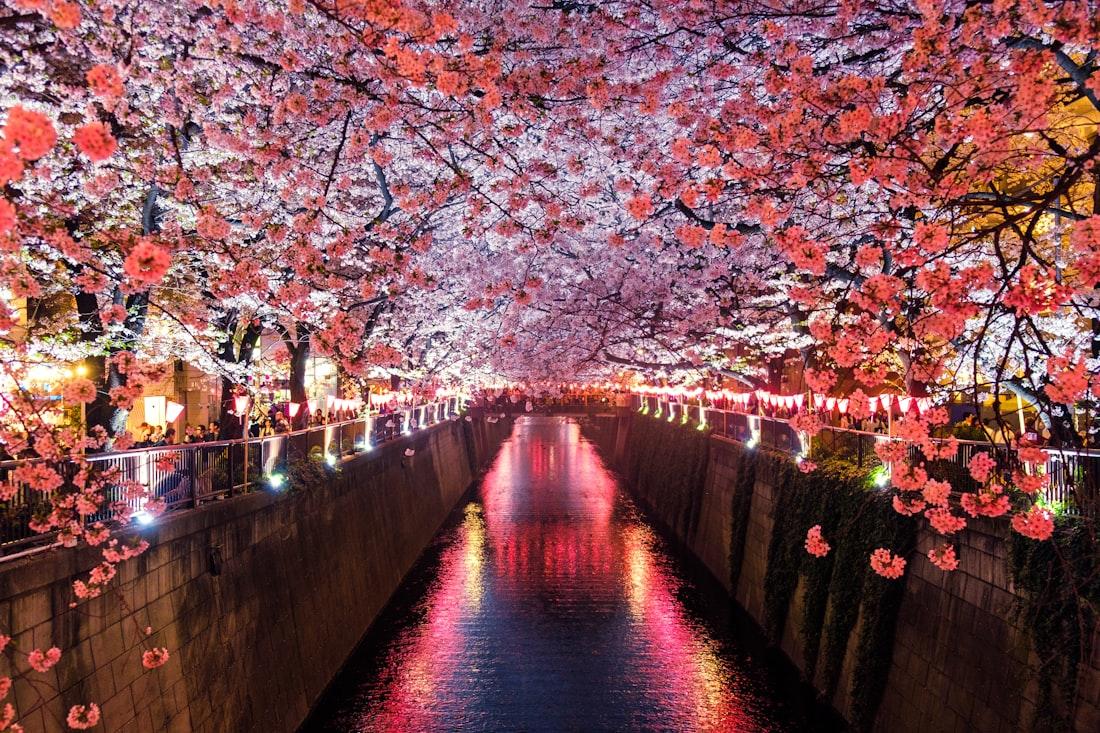 Cherry blossoms over a lantern-lit canal in Japan