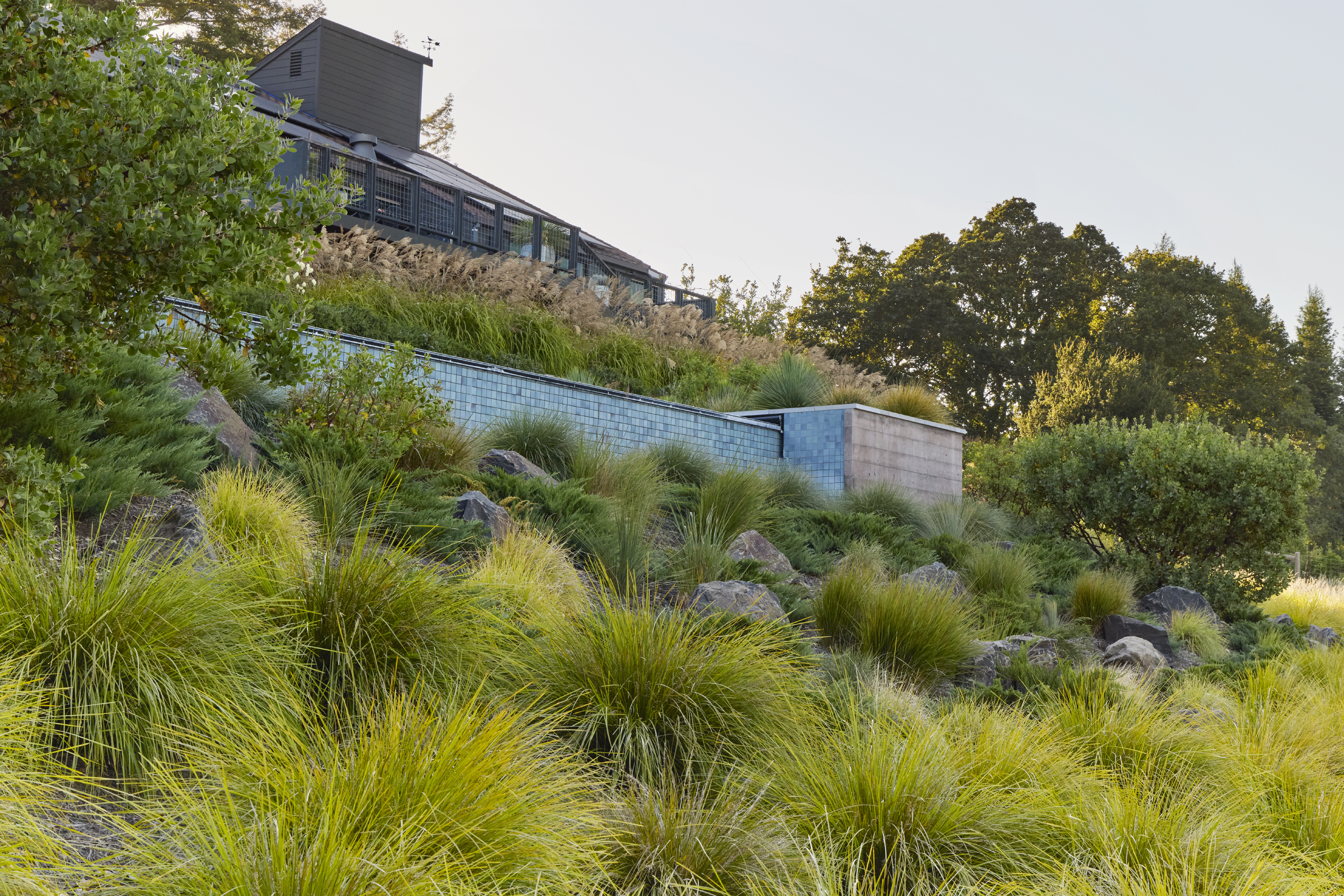 Massed drought tolerant grasses planted across a hillside slope in Sebastopol CA for erosion control
