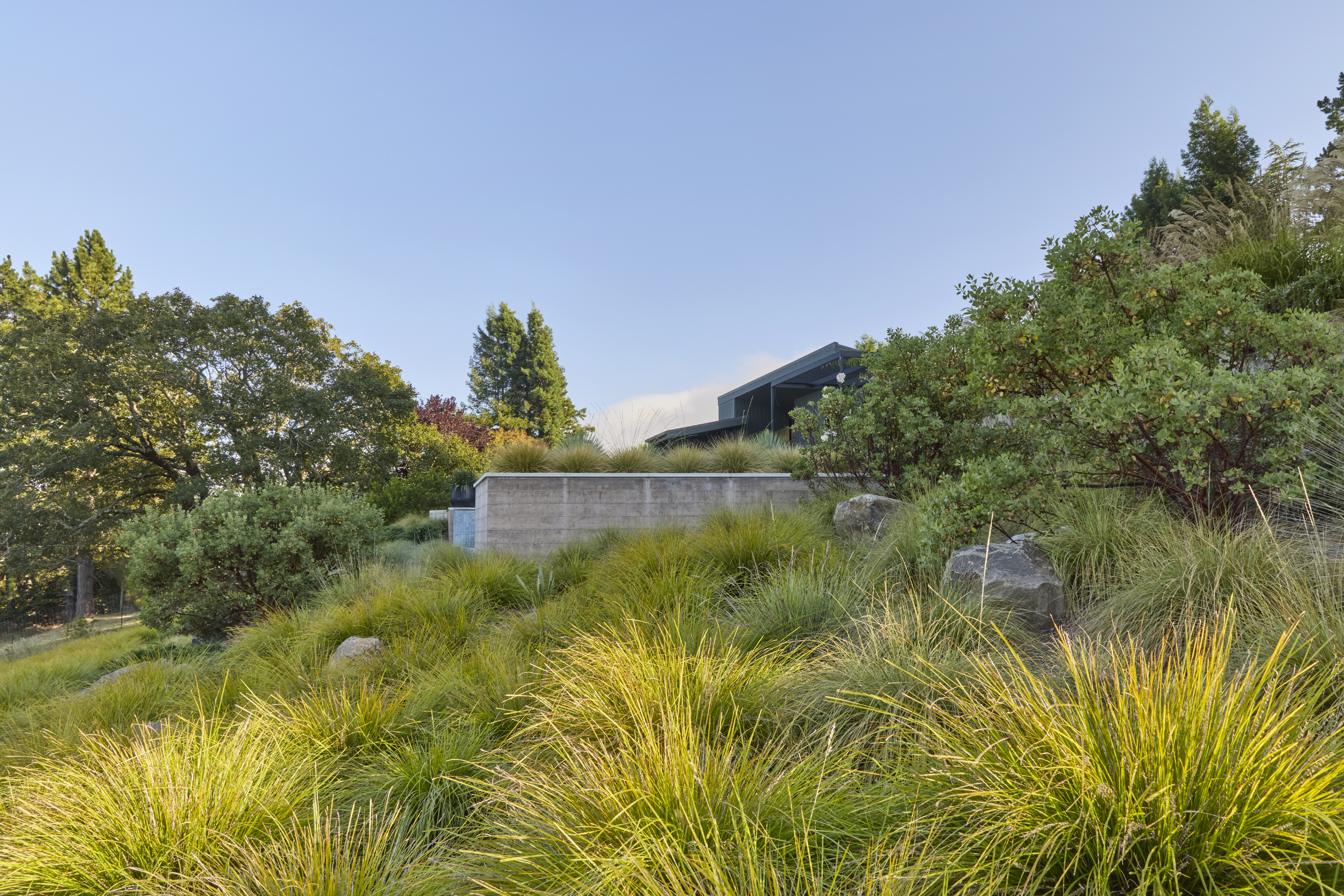 Board-formed concrete retaining wall and ornamental grasses above the bocce court terrace in Sebastopol CA