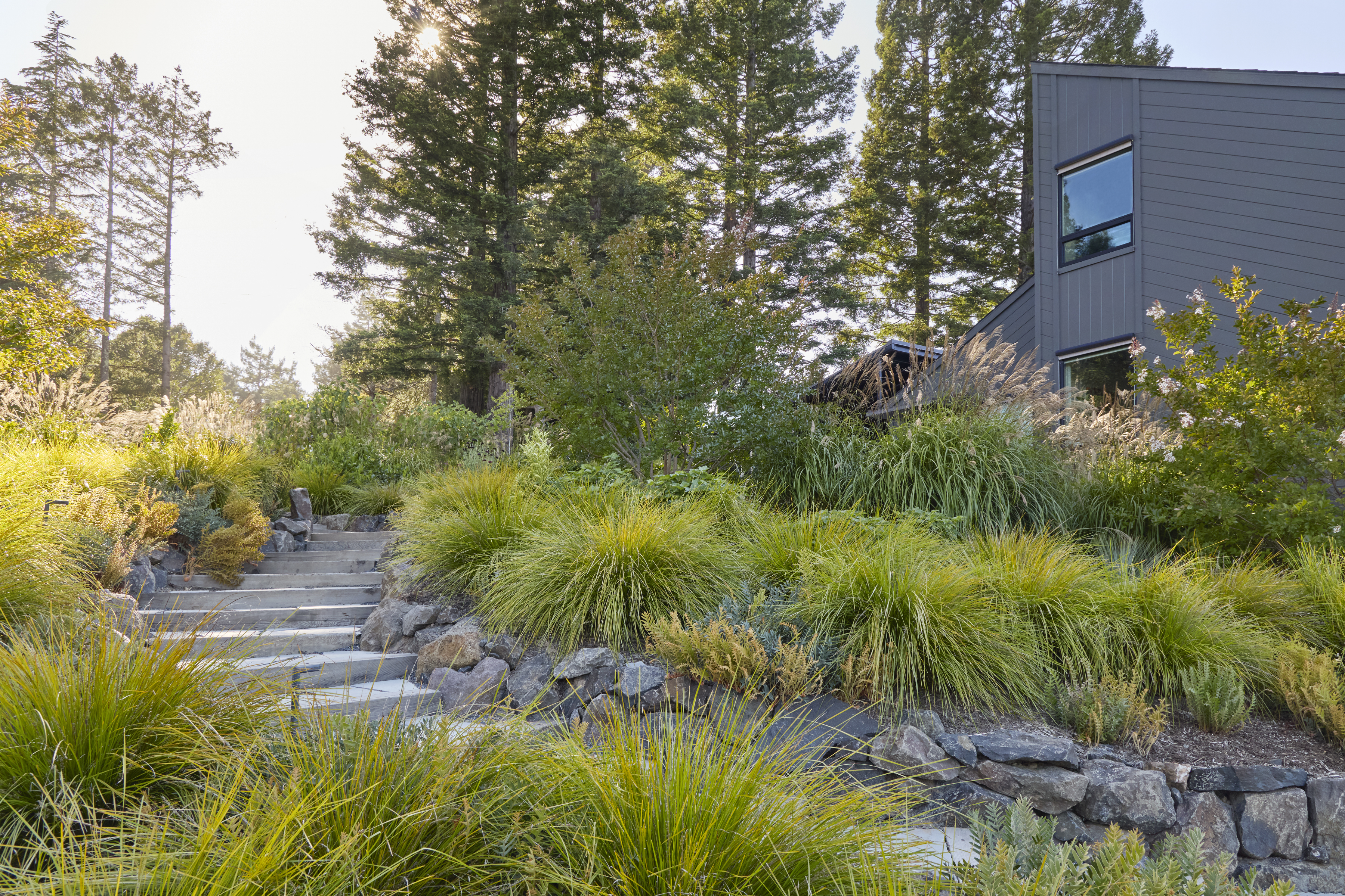 Hillside garden steps, boulders and grasses beneath redwoods at a Sebastopol CA property