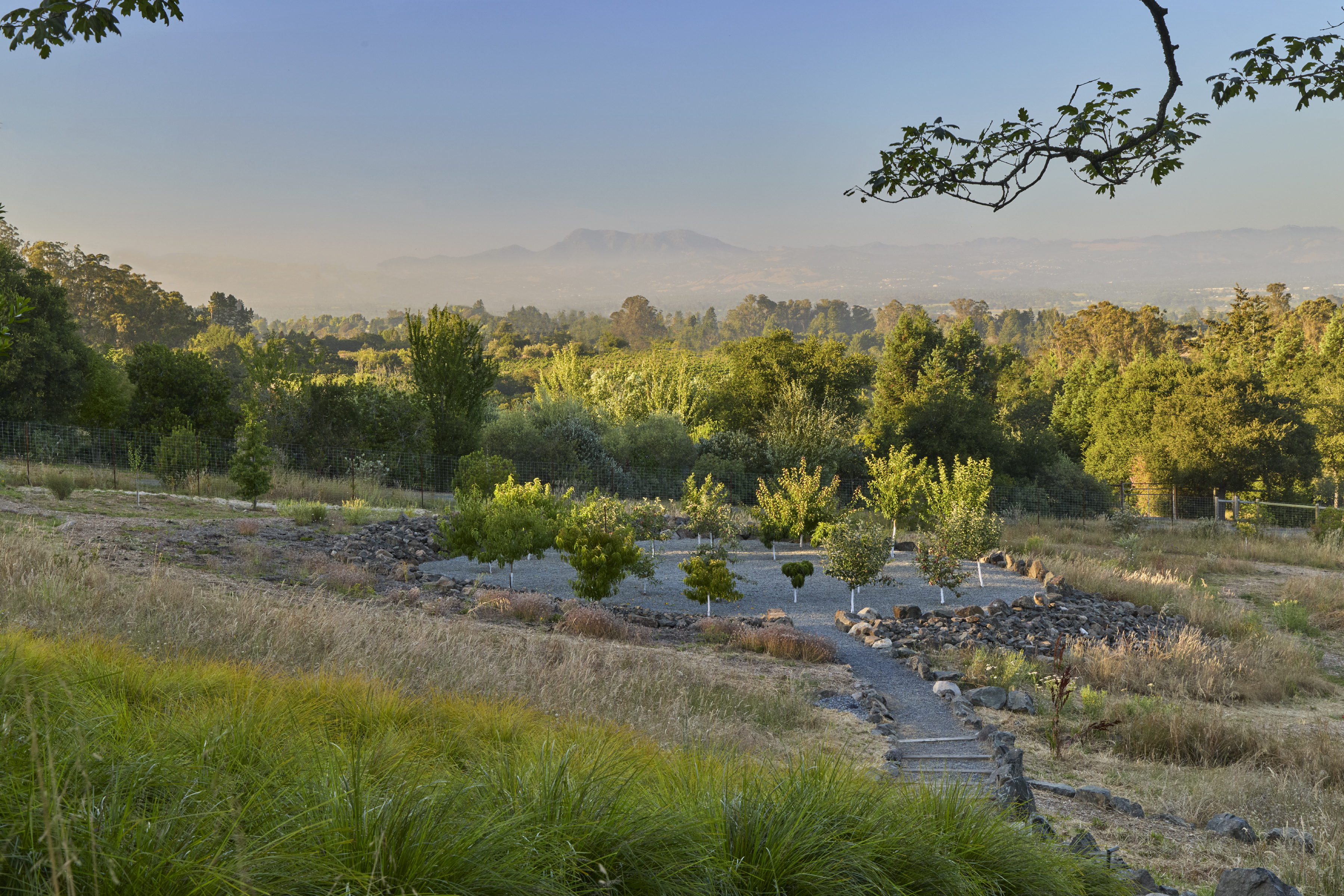 Young fruit orchard with gravel base and rock lined drainage swale overlooking the Sonoma County valley in Sebastopol CA