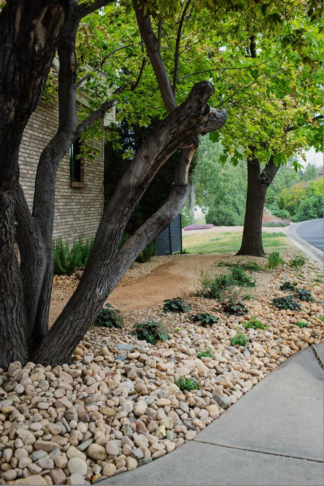 A soft path beneath old trees