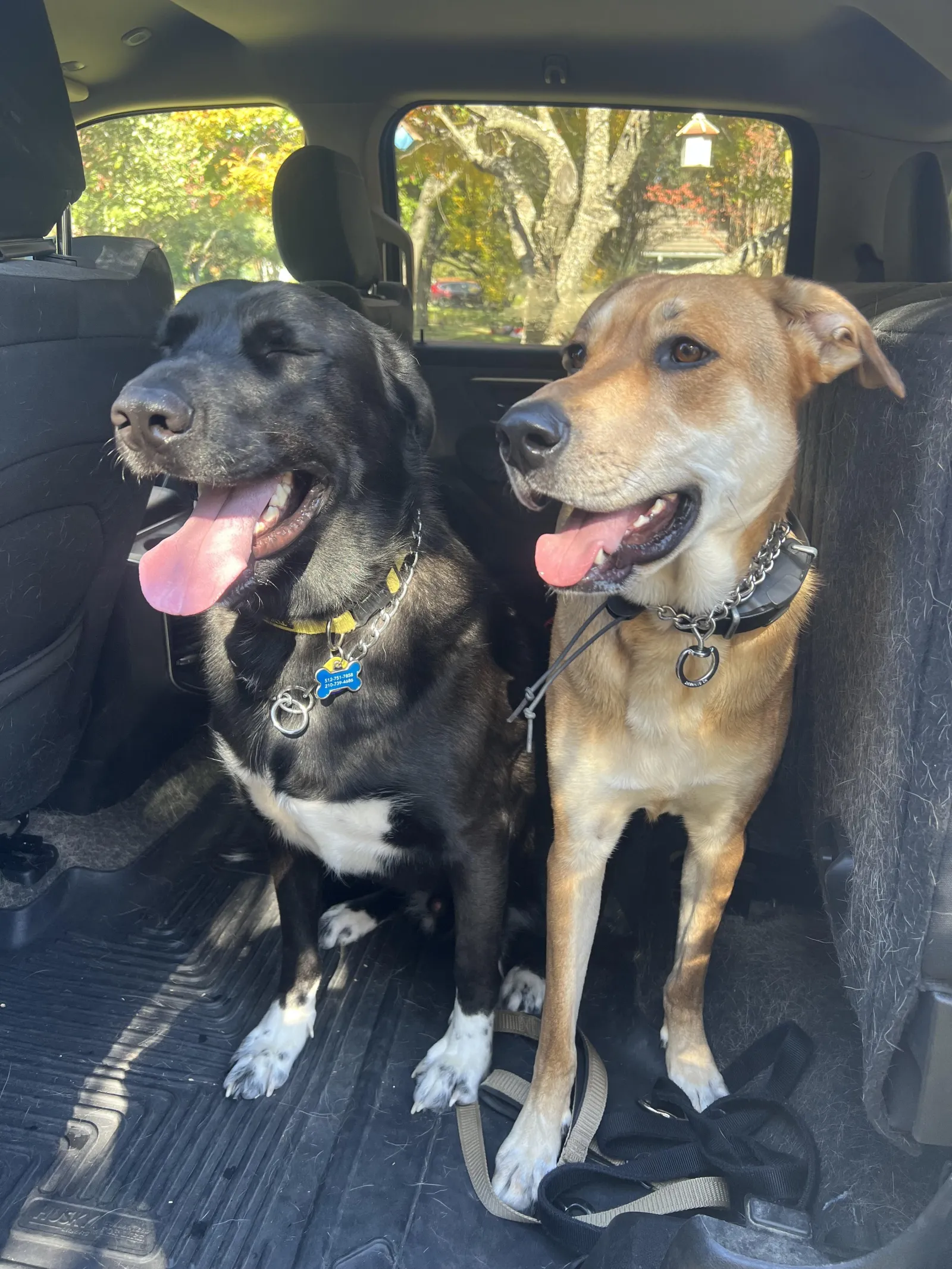 Two dogs riding safely after a Hill Country K9 training outing