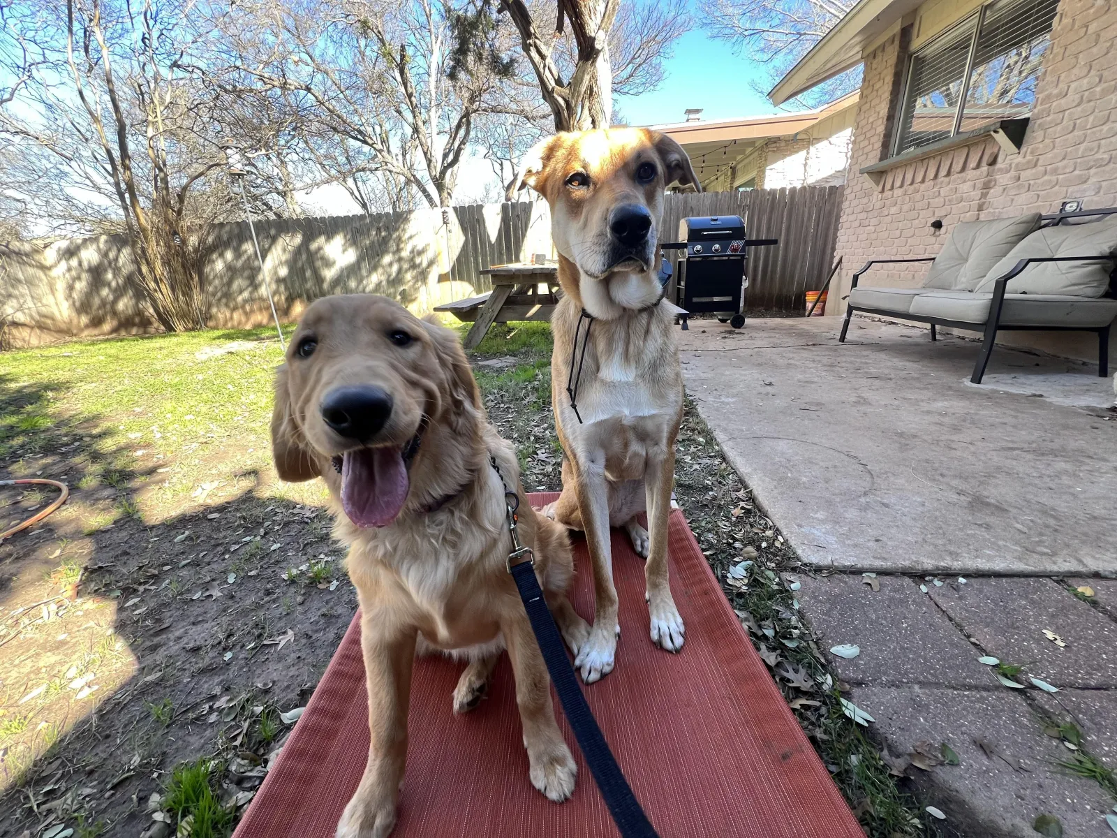Two dogs calmly holding place on raised cots in the Hill Country K9 backyard
