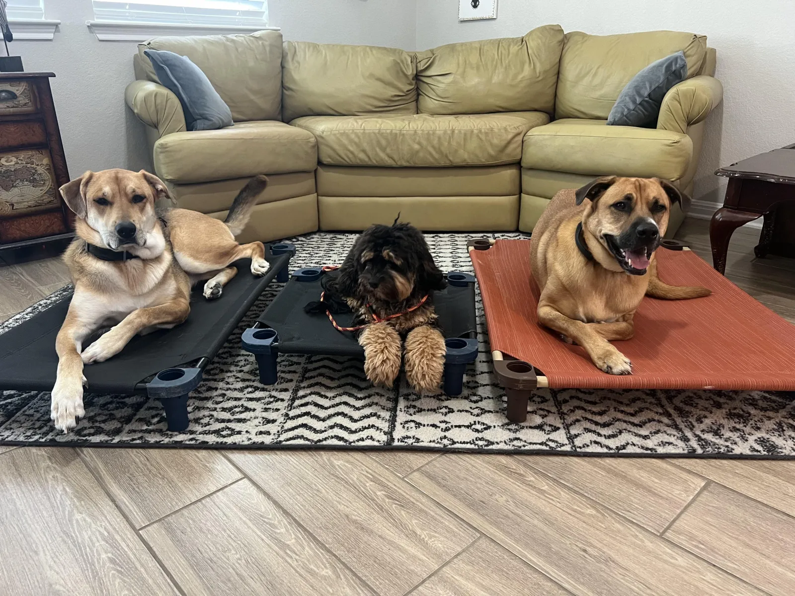 Three dogs practicing the place command inside the Hill Country K9 home environment