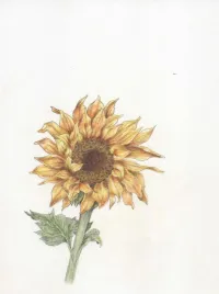 Tournesol – Image 1