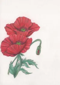 Coquelicot – Image 1