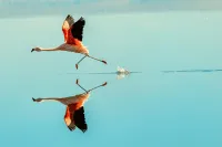 Chile Atacama Desert Flamingo – Image 1