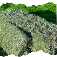 Promo Balanced Blend string – Image 1