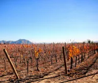 Vinícola Concha y Toro | VoáChile — Santiago – Image 1