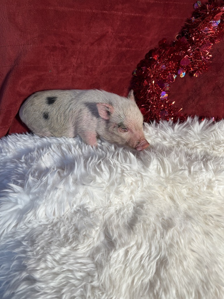 Super Micro female Mrs. Piggy – Image 1