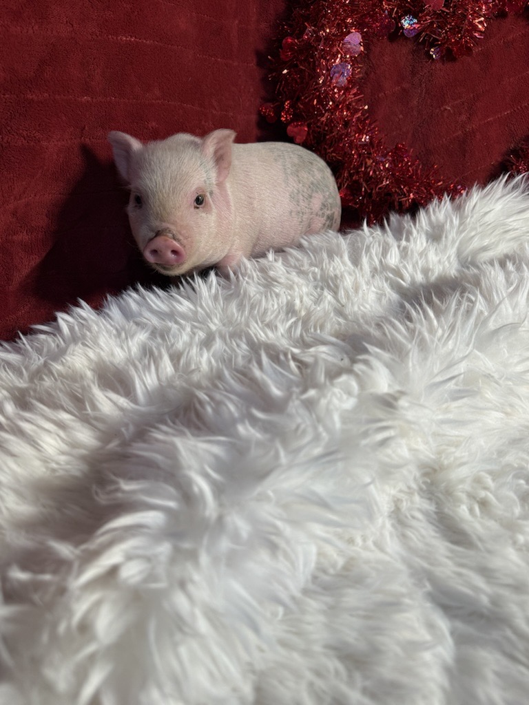 Super Micro female Abby – Image 1