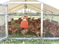 9×24 Broiler Coop – Maximum Capacity, Minimum Effort – Image 5