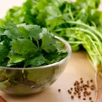 Summer Herbs & Cilantro – Image 1