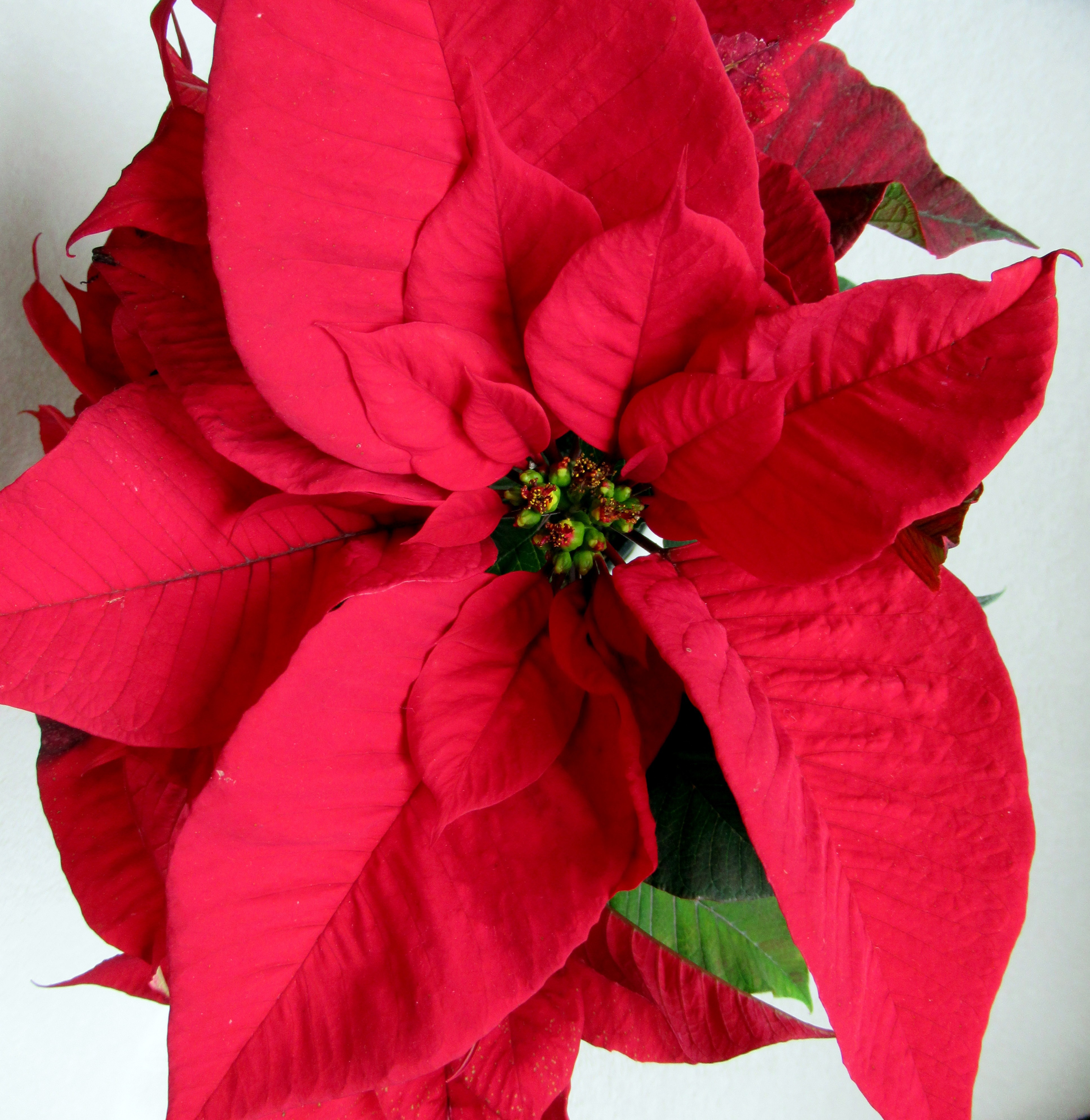 Grand Poinsettia – Red
