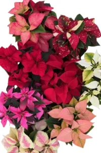 Classic Poinsettia – Designer's Choice