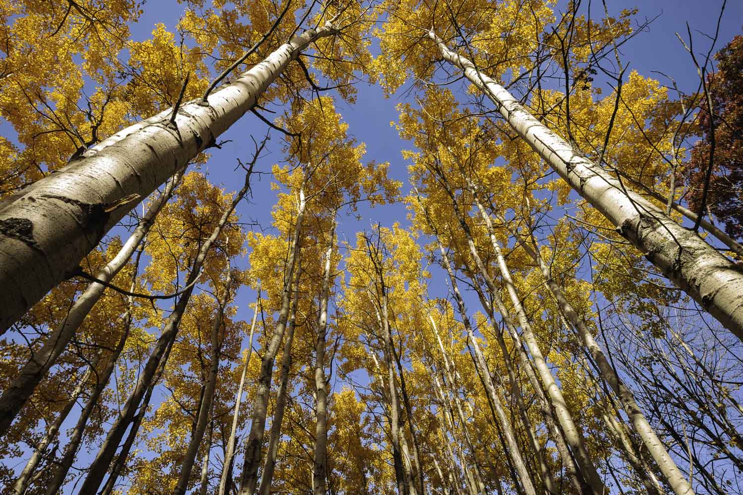 Into the Canopy – Image 1