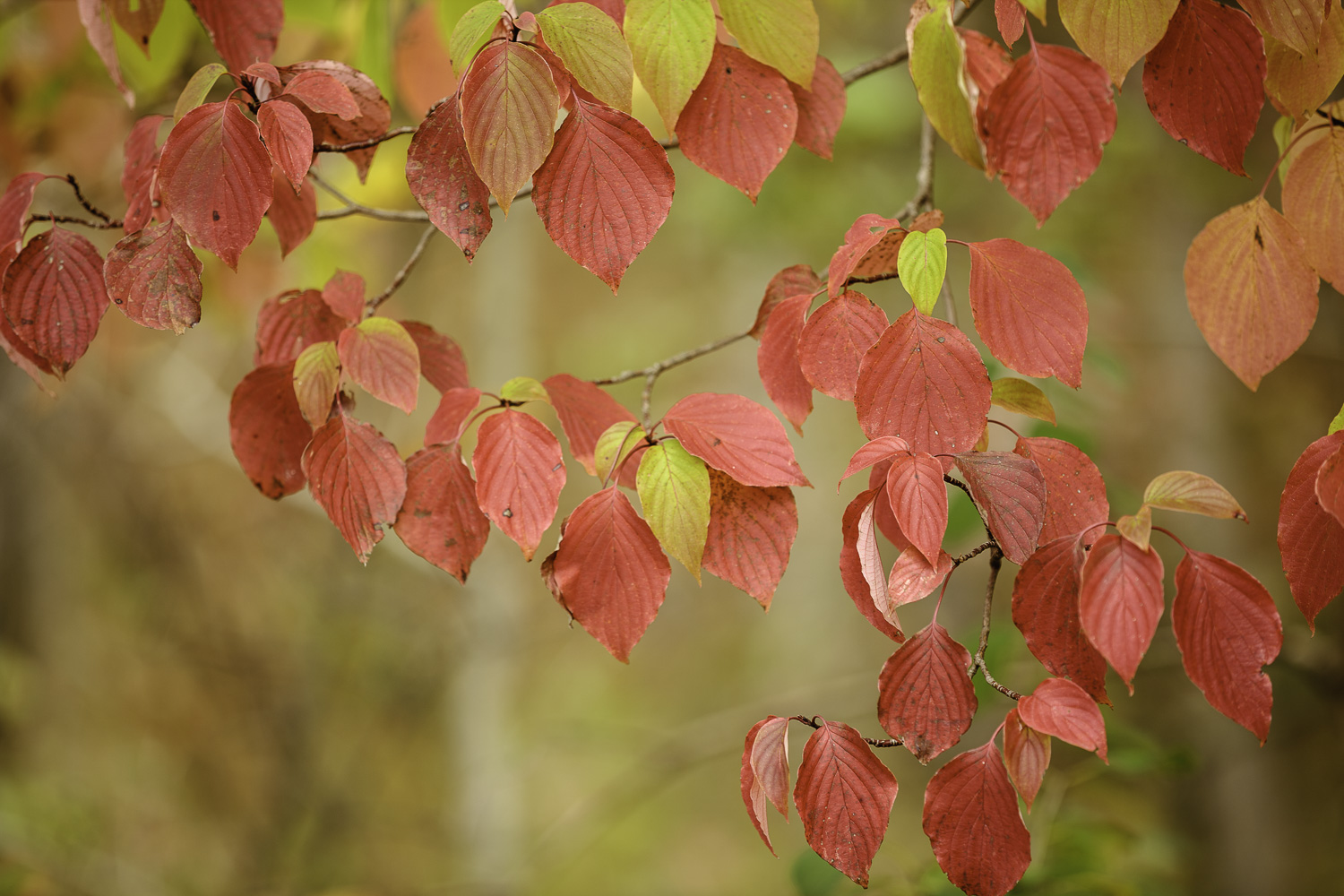 Colorfully Brilliant – Image 1