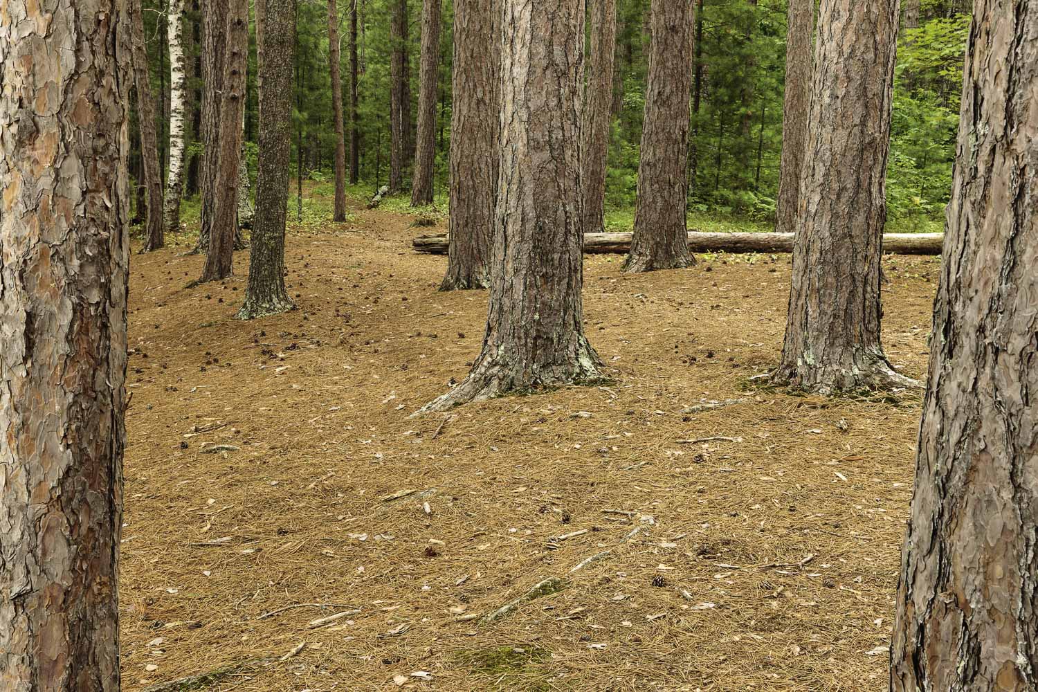 Distant Trail – Image 1