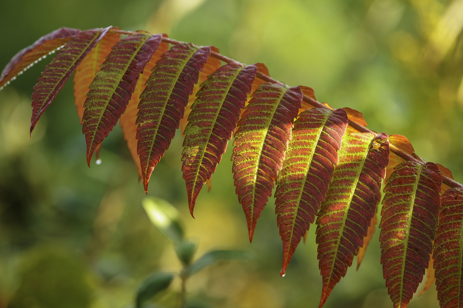 Sumac Leaves in Fall – Image 1