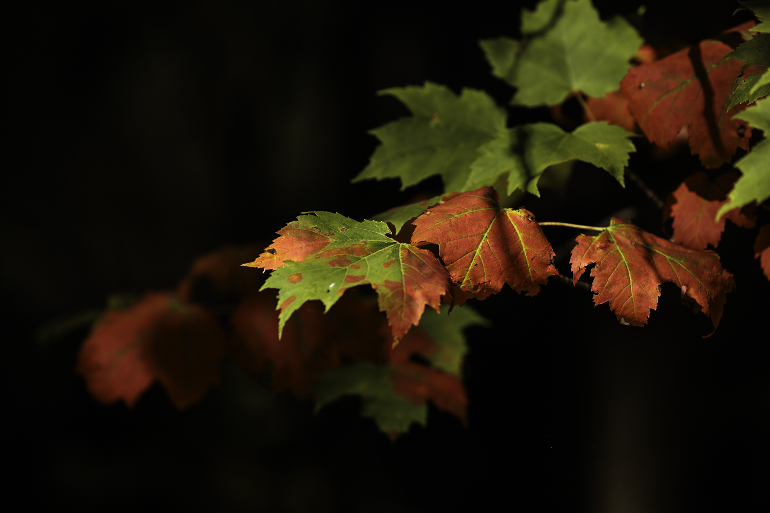Isolated Autumn Maple Leaf Branch – Image 1