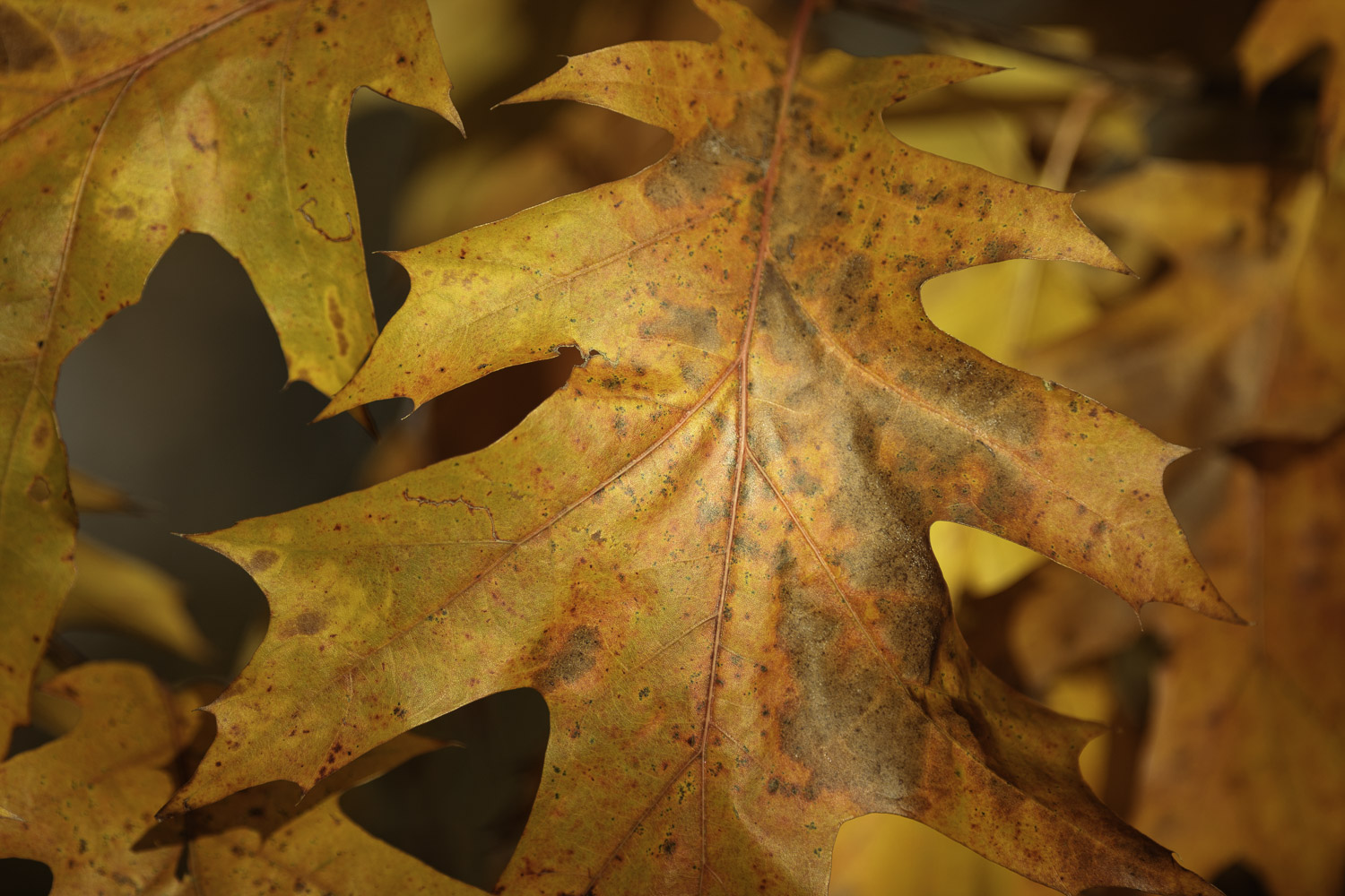 October Oak Leaves – Image 1