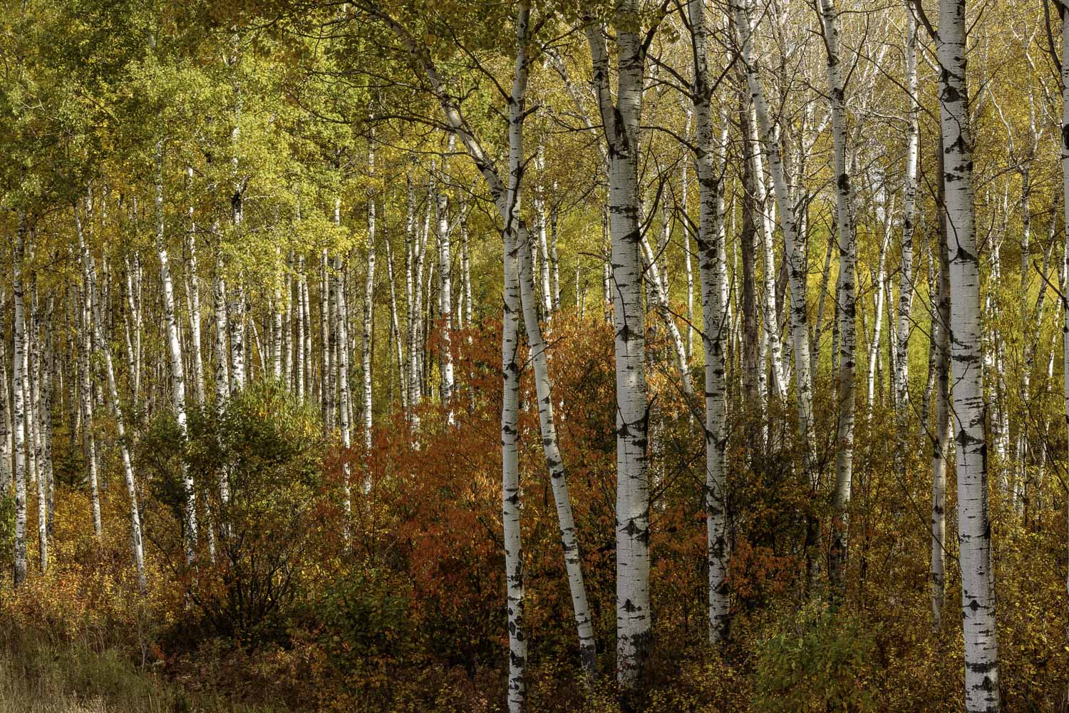 Changing Seasons – Image 1