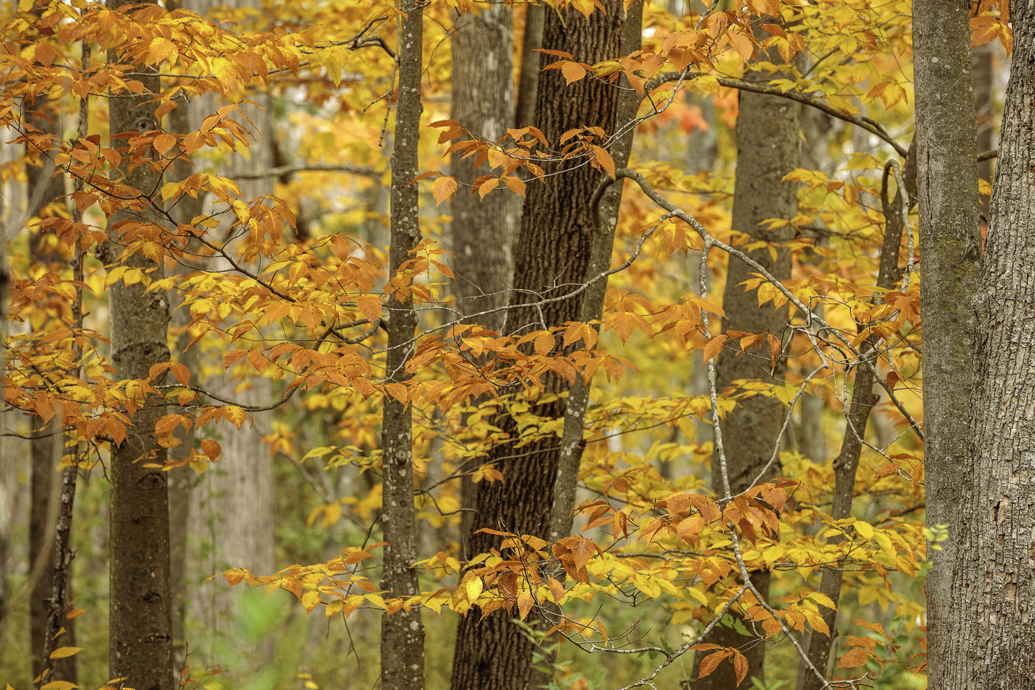 Autumn Colors – Image 1