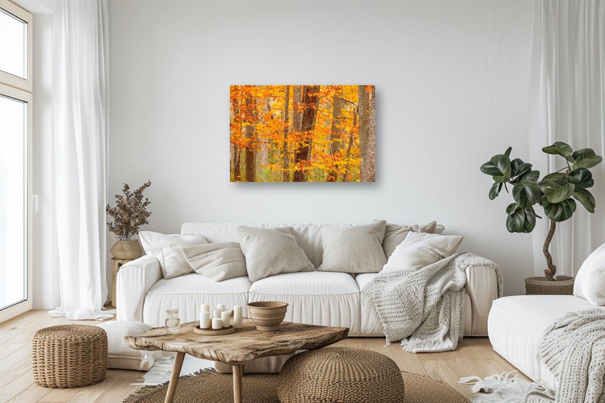 Autumn Colors – Image 3