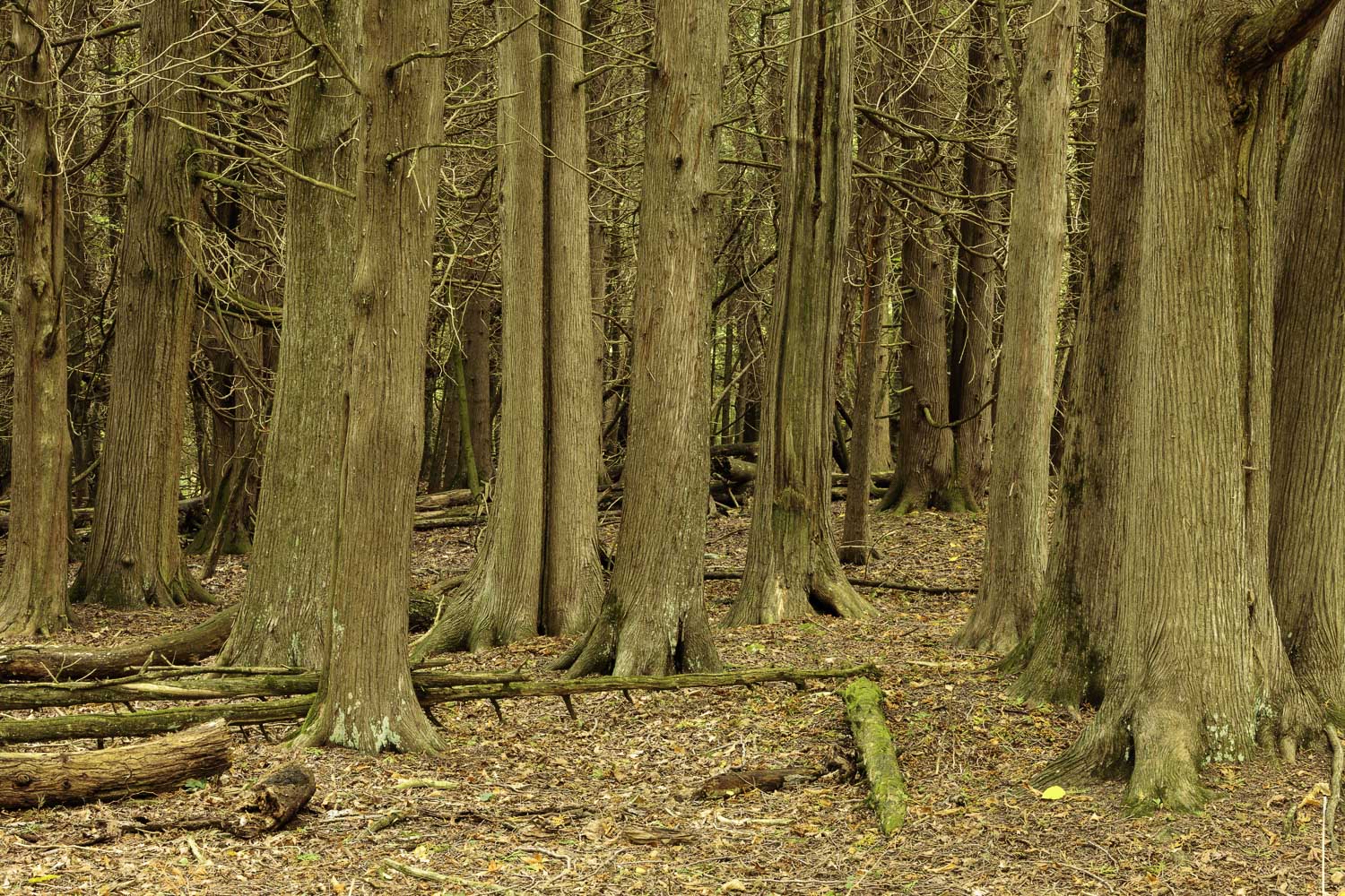 Cedar Forest Stillness – Image 1