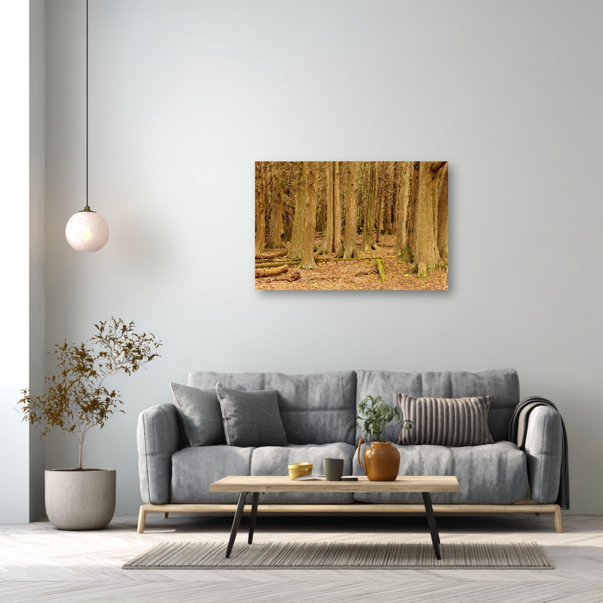 Cedar Forest Stillness – Image 6