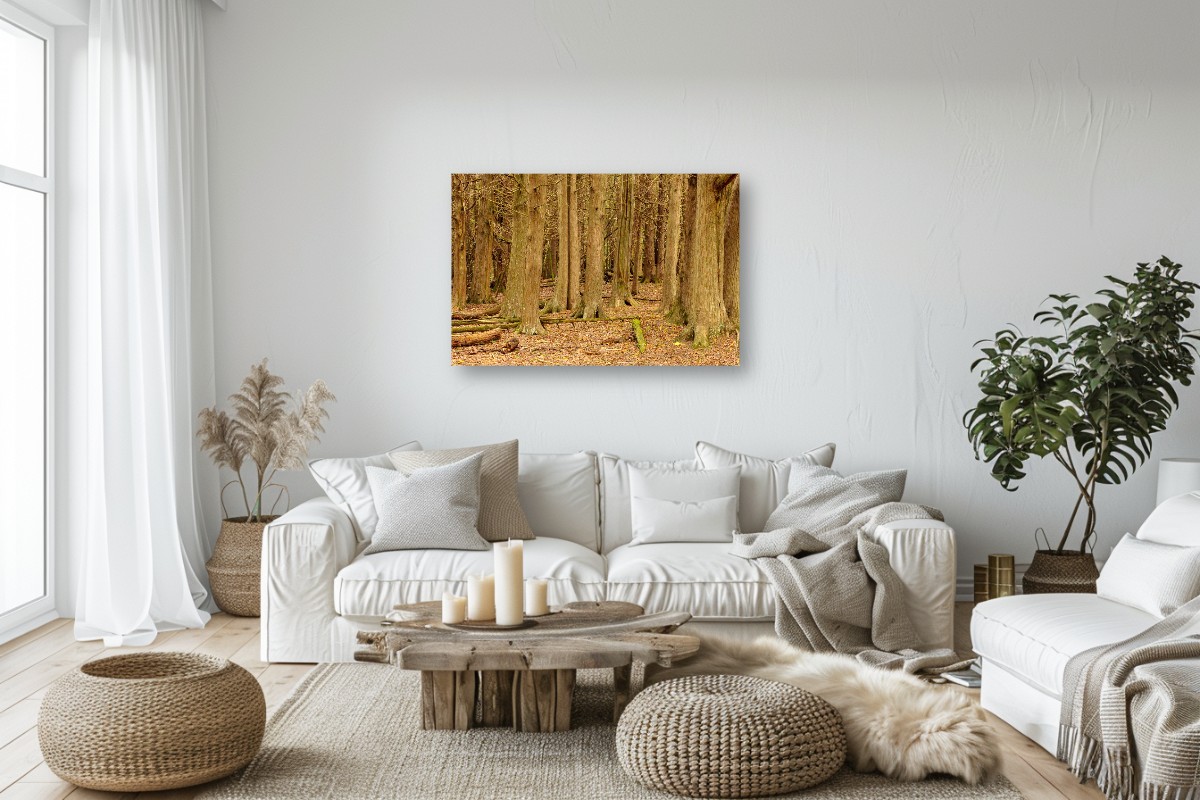 Cedar Forest Stillness – Image 7
