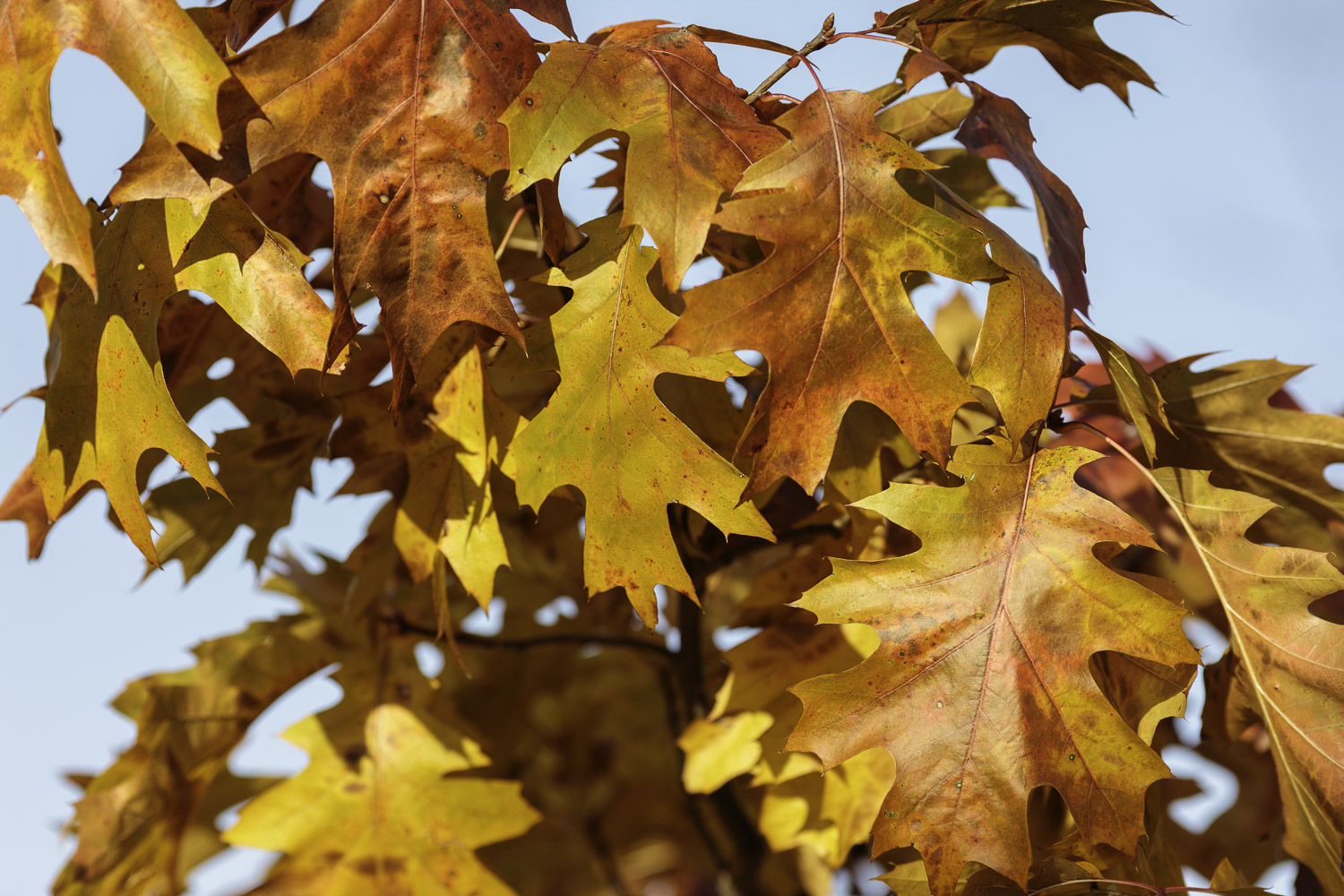 Autumn Oak Leaves – Image 1