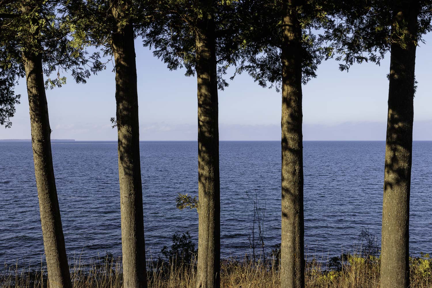 Five Cedar Trees – Image 1