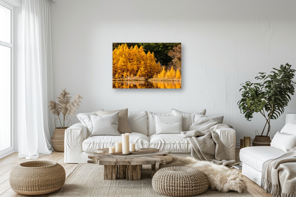Autumn Golden Tamaracks – Image 6