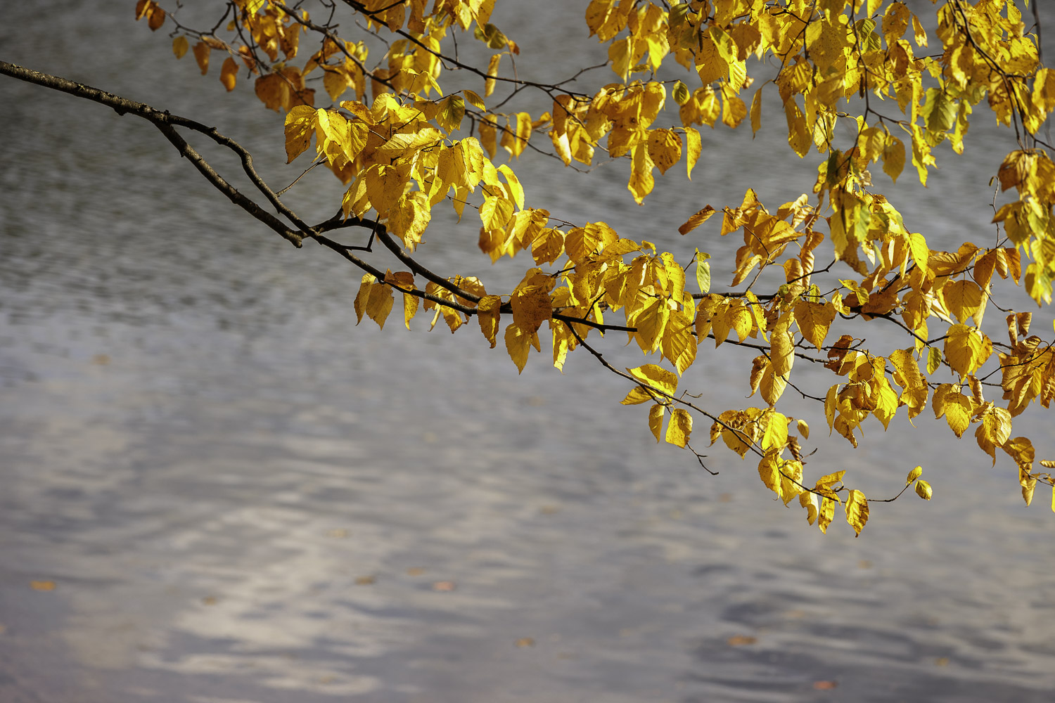 Birch Leaves over Water – Image 1