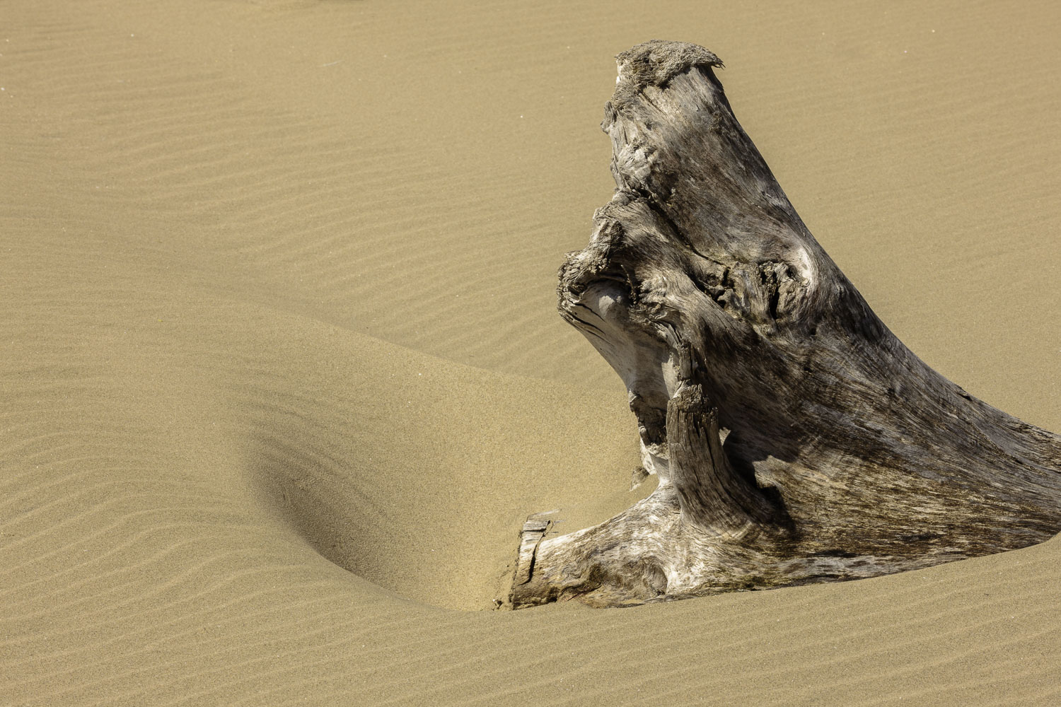 The Wind's Creation – Image 1