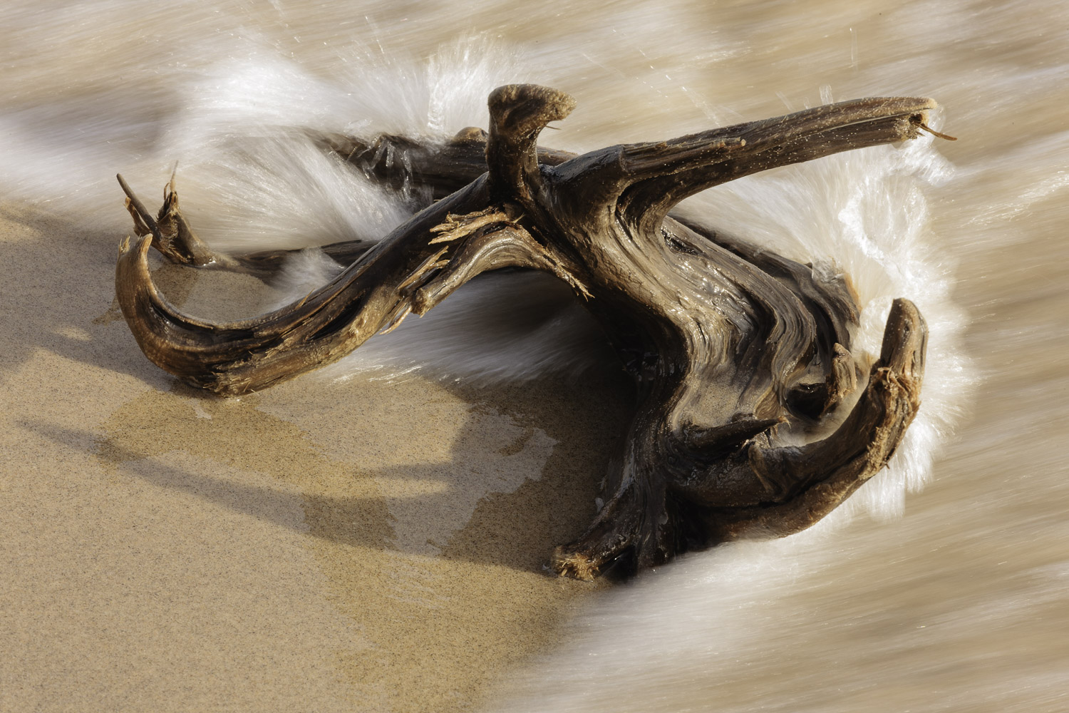 Driftwood Awash – Image 1