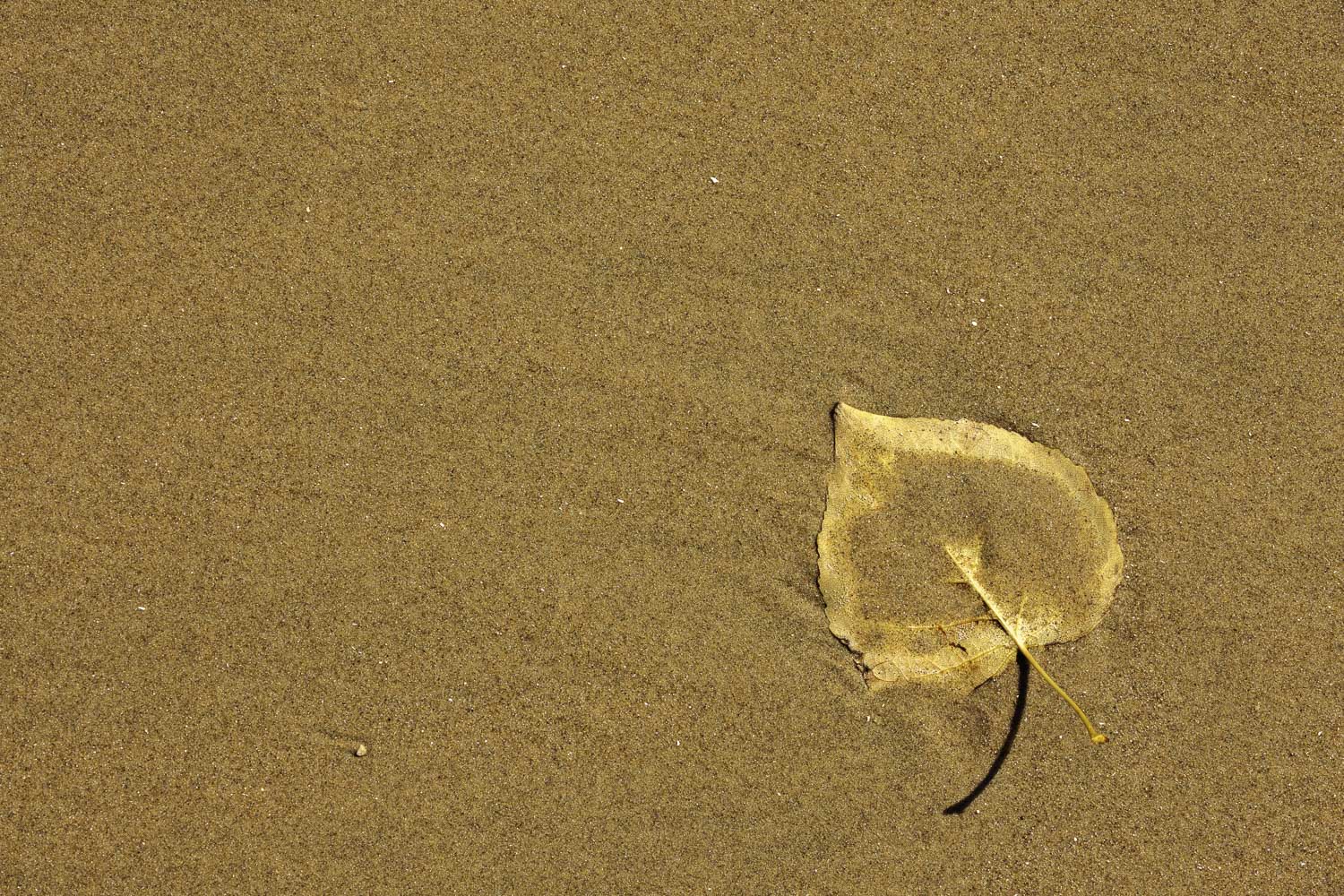 Alone, by Itself – Image 1