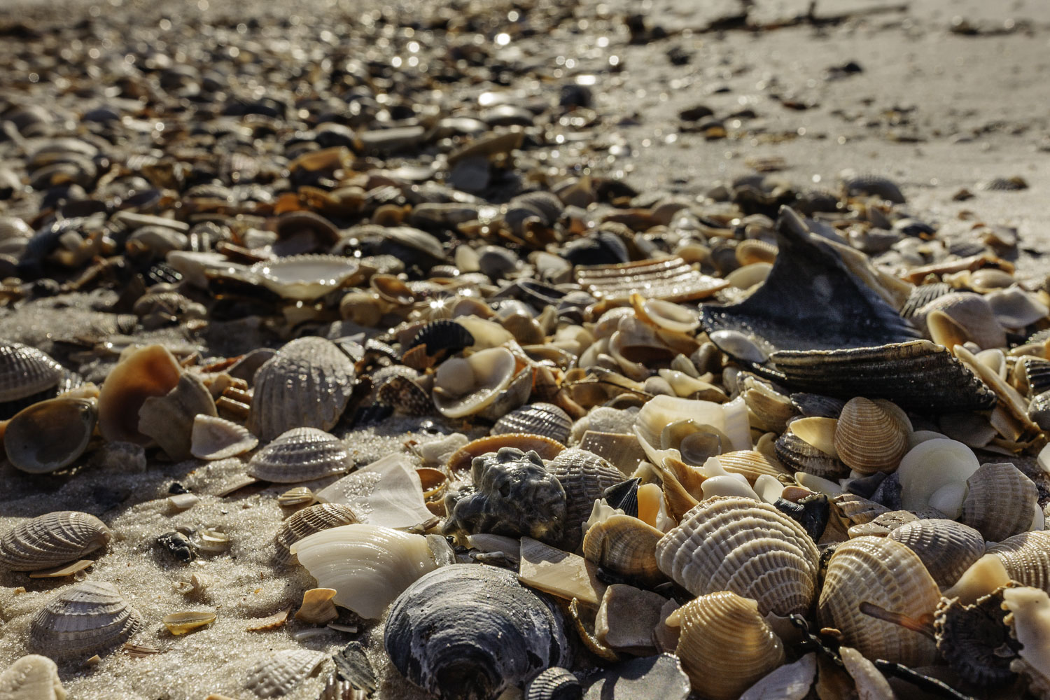 Gulf Coast Shells – Image 1