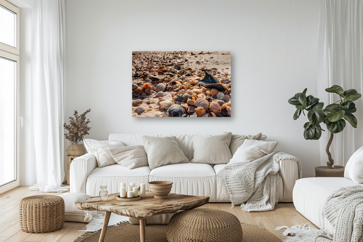 Gulf Coast Shells – Image 3