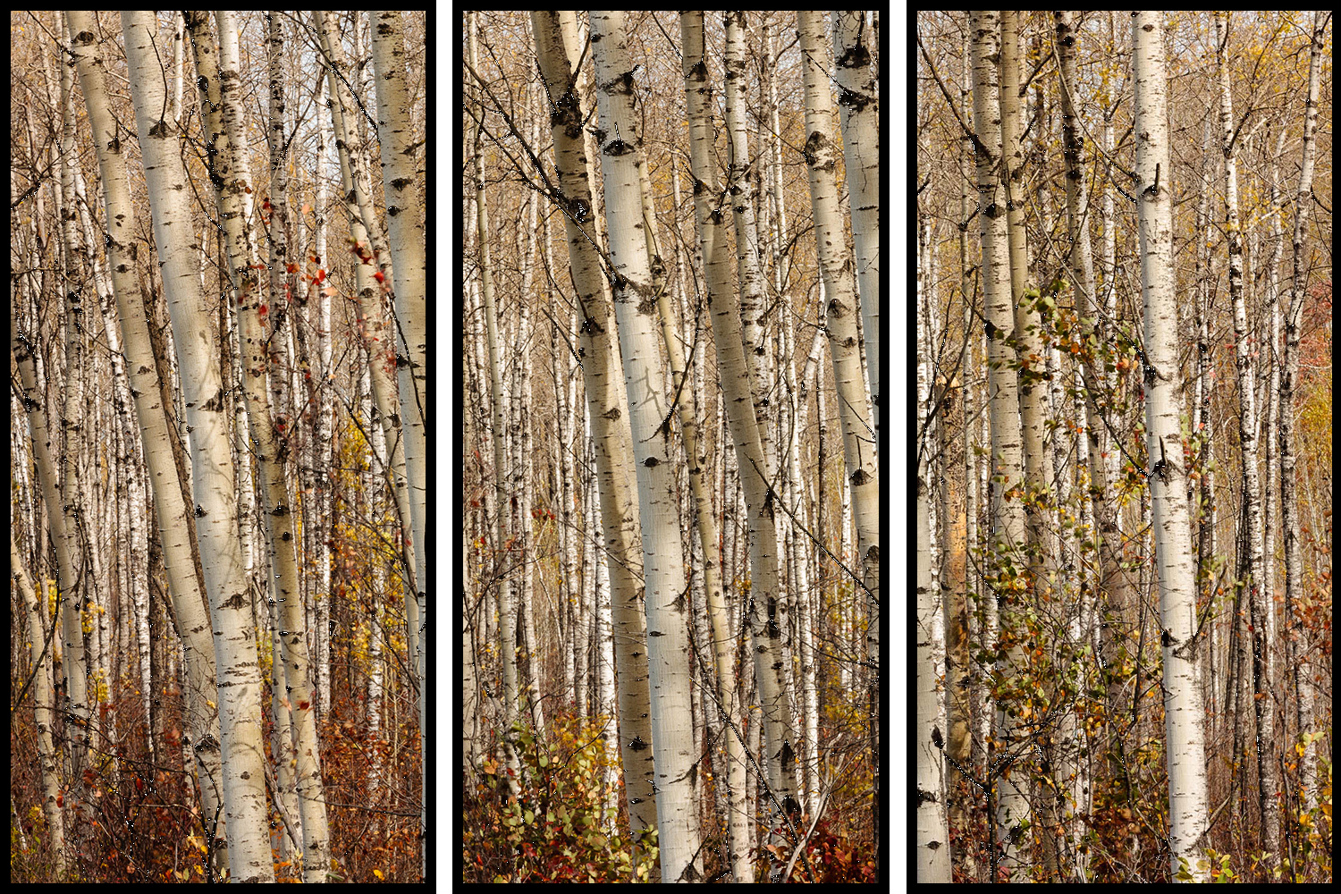 Birch and Aspen Forest - Triptych – Image 1