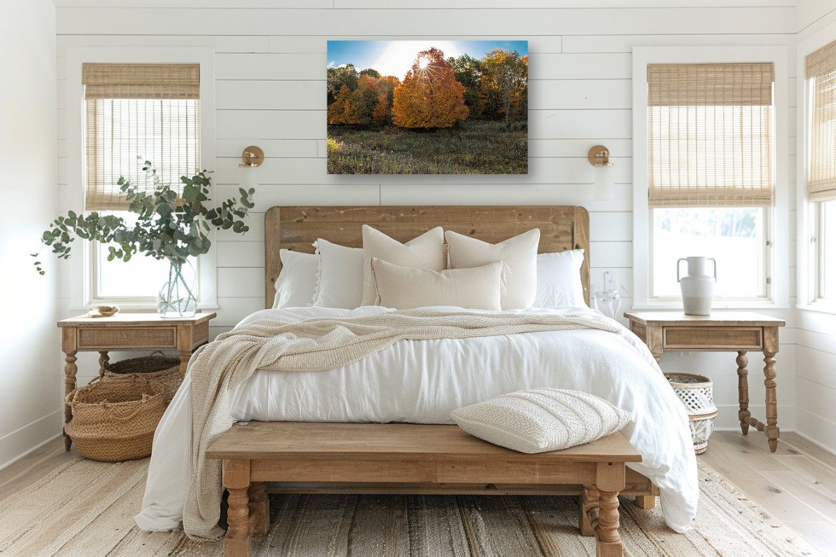 Maple Sunstar – Image 4