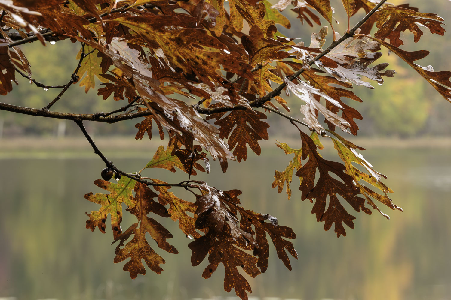 The Oaks at Ennis Lake – Image 1