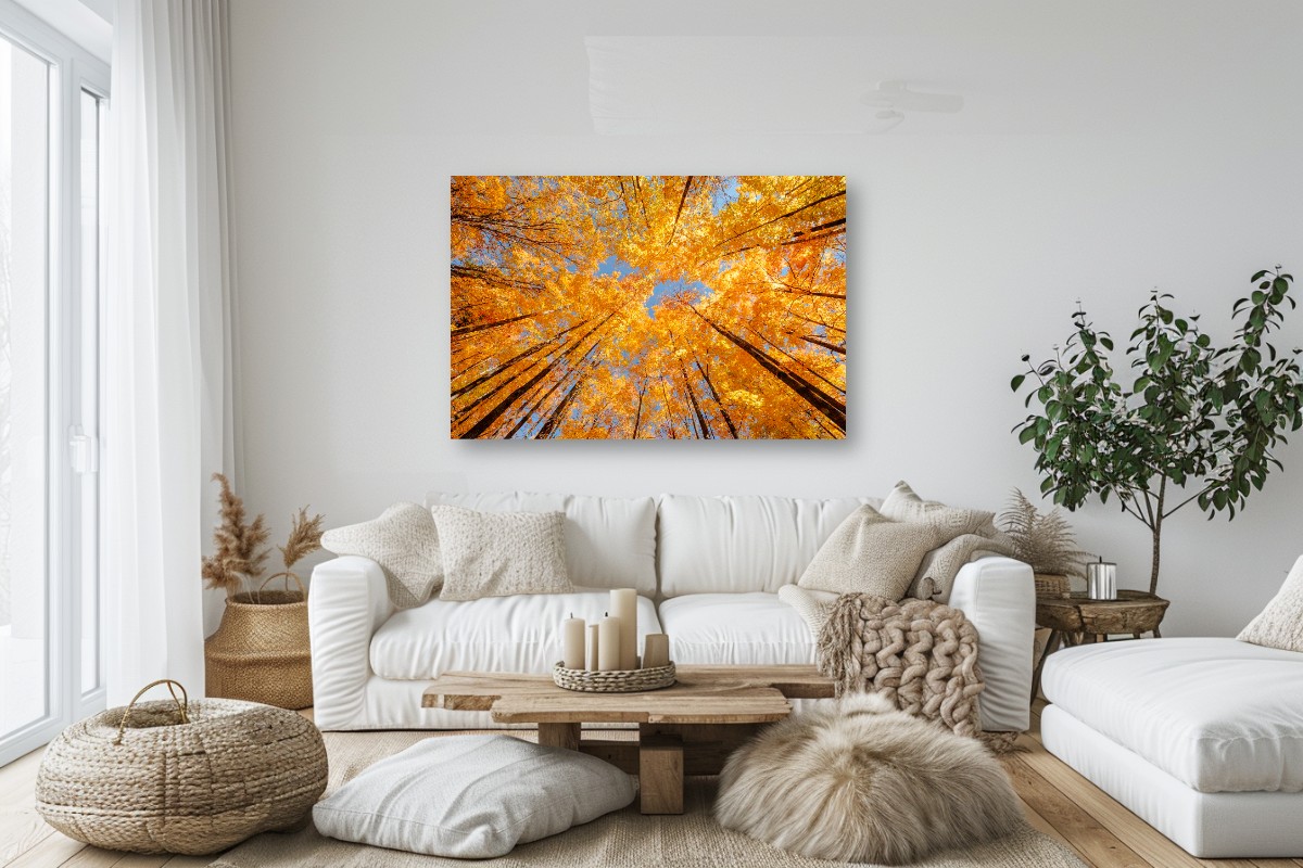 AUTUMN MAPLE CANOPY – Image 3