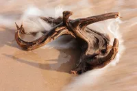 DRIFTWOOD AWASH – Image 1